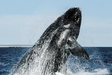 Baleine Franche, Puerto Madryn, Argentina © Etienne Pierart